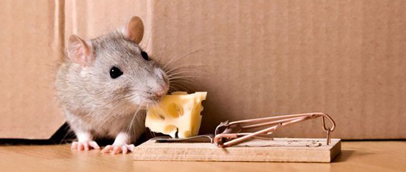 Piège à souris pour la capture vivante – Attraper les souris