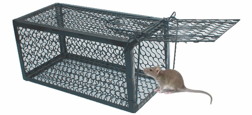 Mice&Co Piège à Colle pour Souris