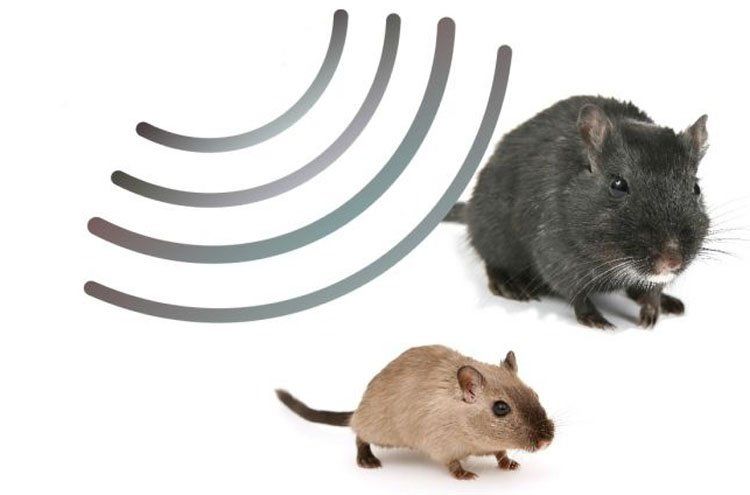 Comment bien choisir son répulsif anti-souris et anti-rats ?