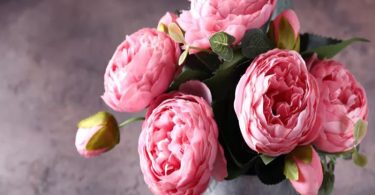 Ces magnifiques fleurs dégagent un parfum désagréable : à éviter près de vos fenêtres