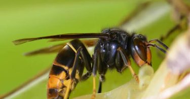 Un insecte envahisseur plus redoutable que le frelon asiatique colonise les jardins français