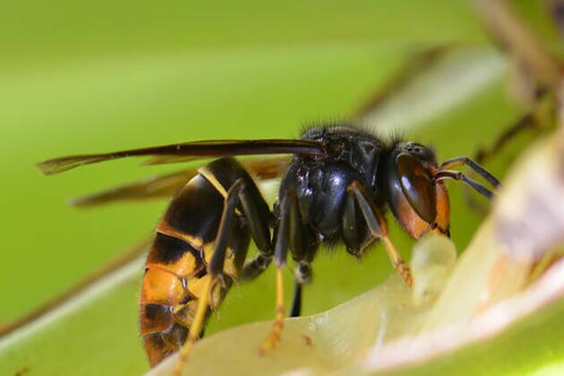 Un insecte envahisseur plus redoutable que le frelon asiatique colonise les jardins français
