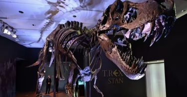 Sac Dinosaurien ? Les Scientifiques Démystifient la Supposée Peau de T. Rex