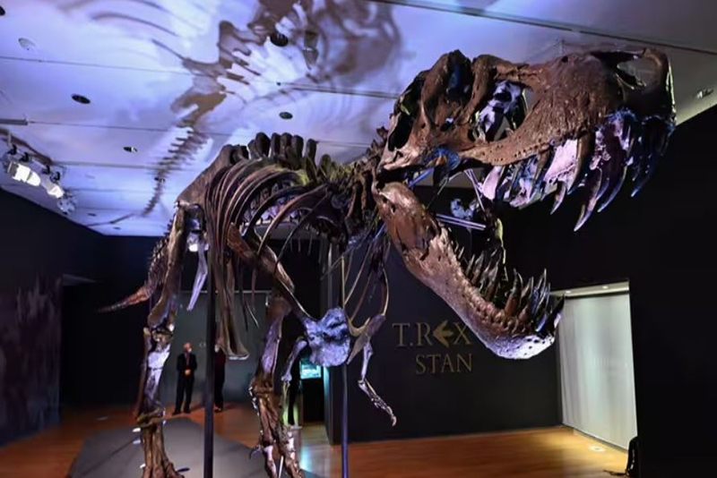 Sac Dinosaurien ? Les Scientifiques Démystifient la Supposée Peau de T. Rex
