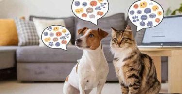 L'IA Décrypte le Langage Animal Faut-il Engager le Dialogue
