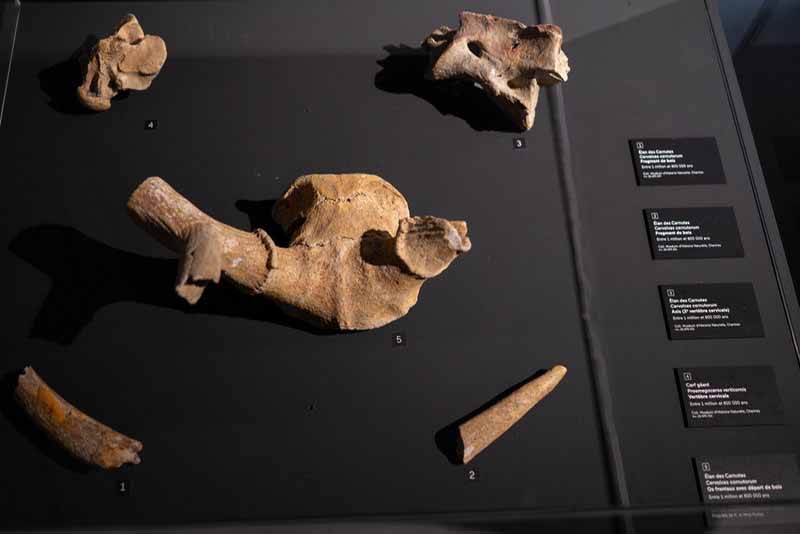 Cet Artefact Romain Ancien Est Également un Fossile de 453 Millions d'Années