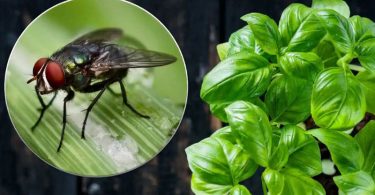 Dans votre cuisine, cette plante repoussera efficacement les mouches