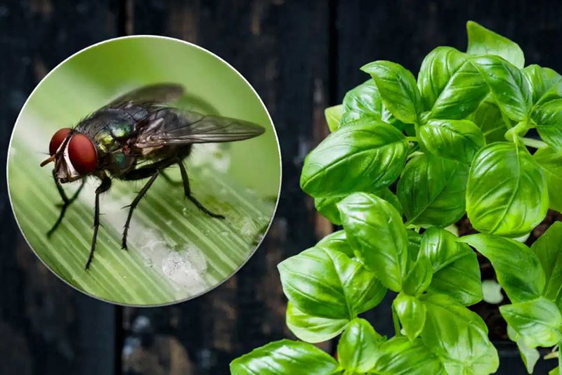 Dans votre cuisine, cette plante repoussera efficacement les mouches