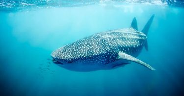 Presque Tous les Requins-Baleines de Cette Destination Touristique Arborent des Cicatrices d'Origine Humaine