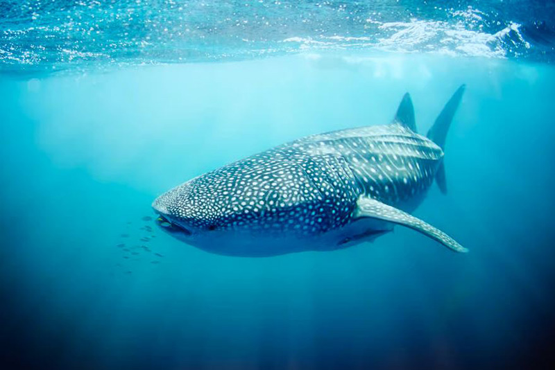 Presque Tous les Requins-Baleines de Cette Destination Touristique Arborent des Cicatrices d'Origine Humaine
