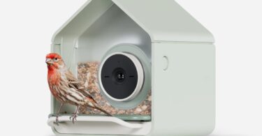 Mangeoire connectée Birdbuddy Nook vert sauge avec sa caméra ronde et un roselin posé sur le perchoir, visuel officiel de la nouvelle mangeoire à 99 dollars