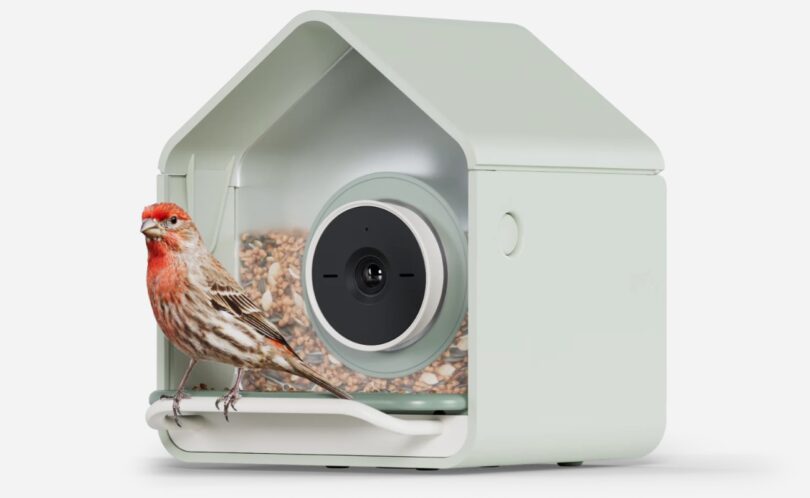 Mangeoire connectée Birdbuddy Nook vert sauge avec sa caméra ronde et un roselin posé sur le perchoir, visuel officiel de la nouvelle mangeoire à 99 dollars
