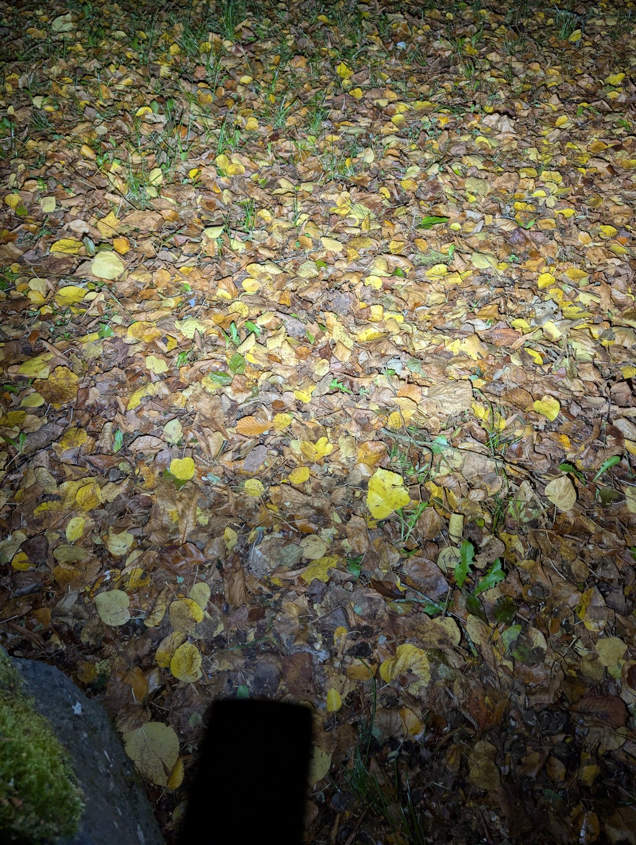 Tapis de feuilles mortes éclairé uniformément par le Pure Flood de l'Olight ArkPro, de nuit