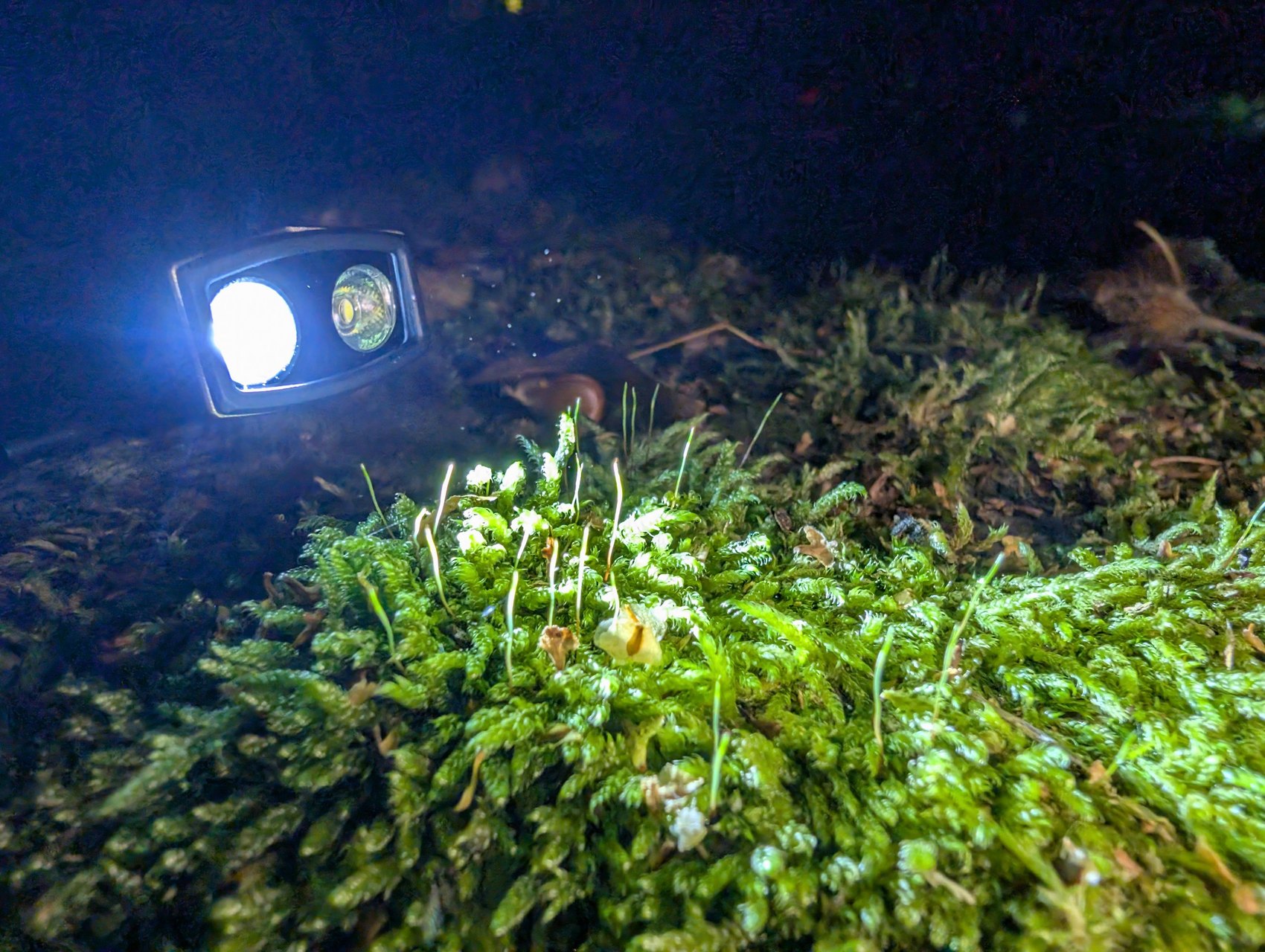 Olight ArkPro de nuit en mode Pure Flood éclairant un tapis de mousse, faisceau large et homogène