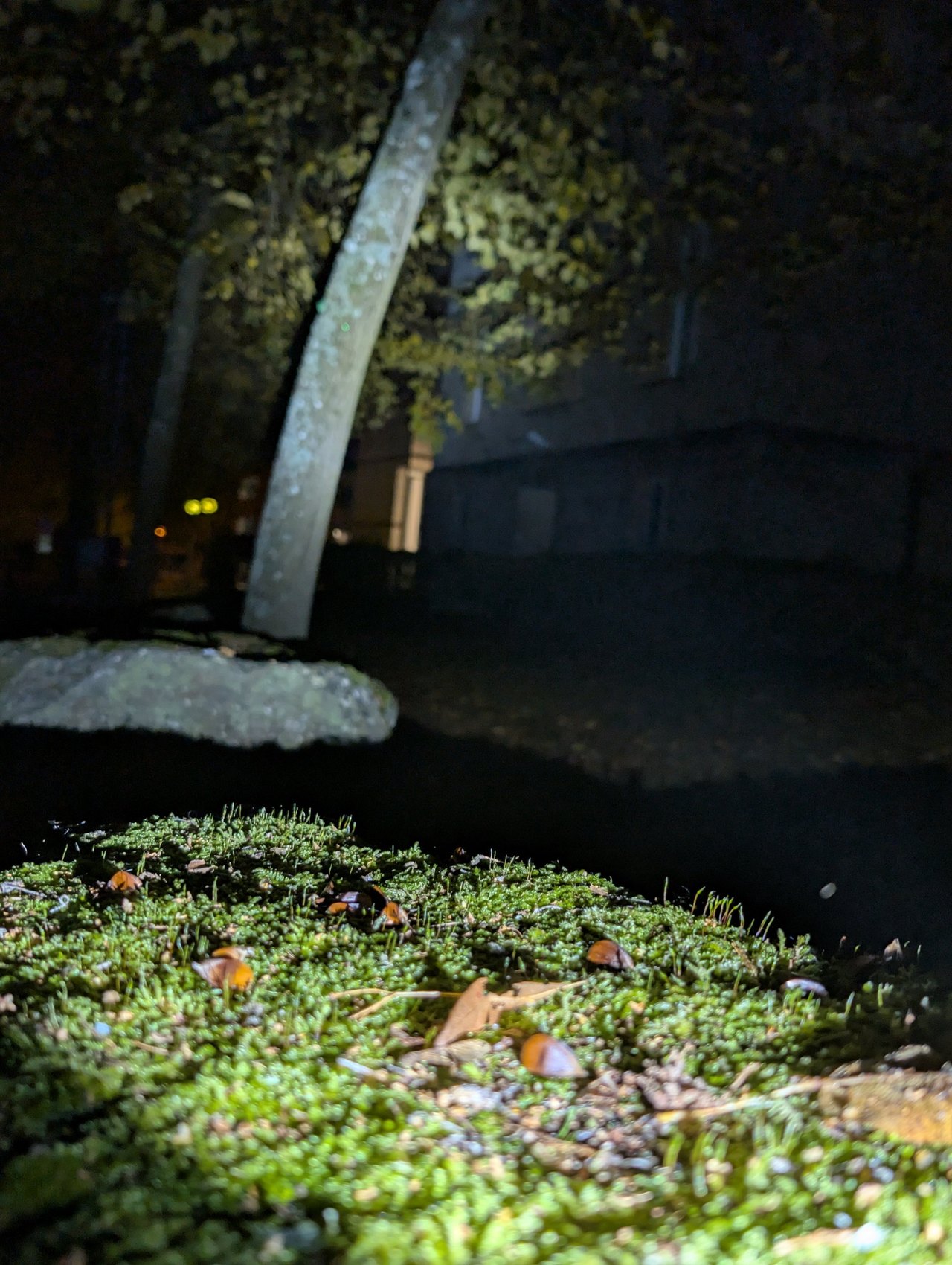 Spot de l'Olight ArkPro éclairant un tronc d'arbre et son feuillage à distance, de nuit