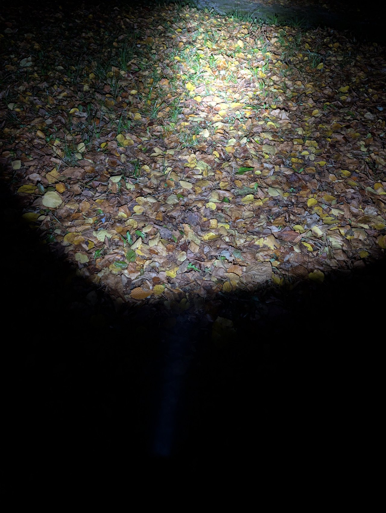 Même tapis de feuilles éclairé par le spot de l'Olight ArkPro, faisceau concentré au loin, de nuit