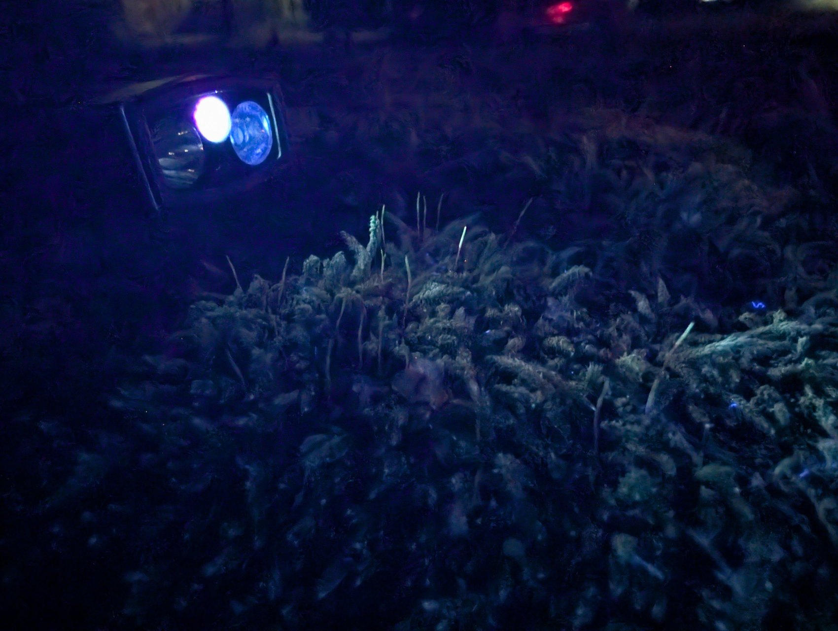 Olight ArkPro en mode UV 365 nm de nuit, lumière ultraviolette sur la mousse